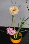 非洲菊