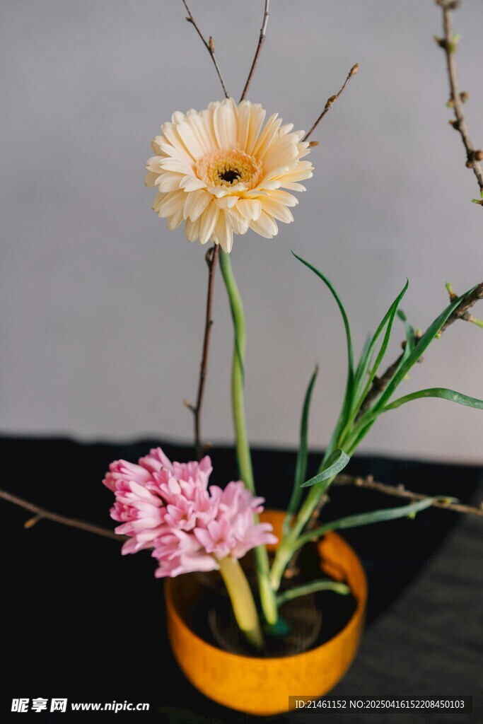 非洲菊