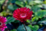 非洲菊