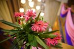 非洲菊