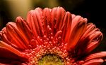 非洲菊
