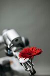 非洲菊