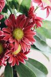 非洲菊