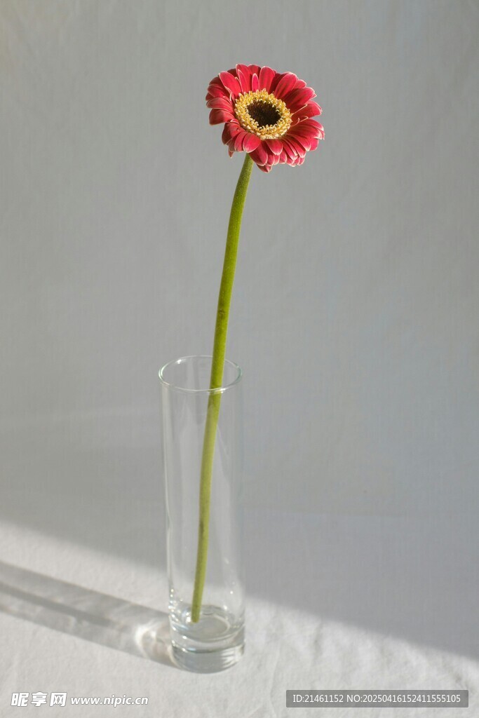 非洲菊