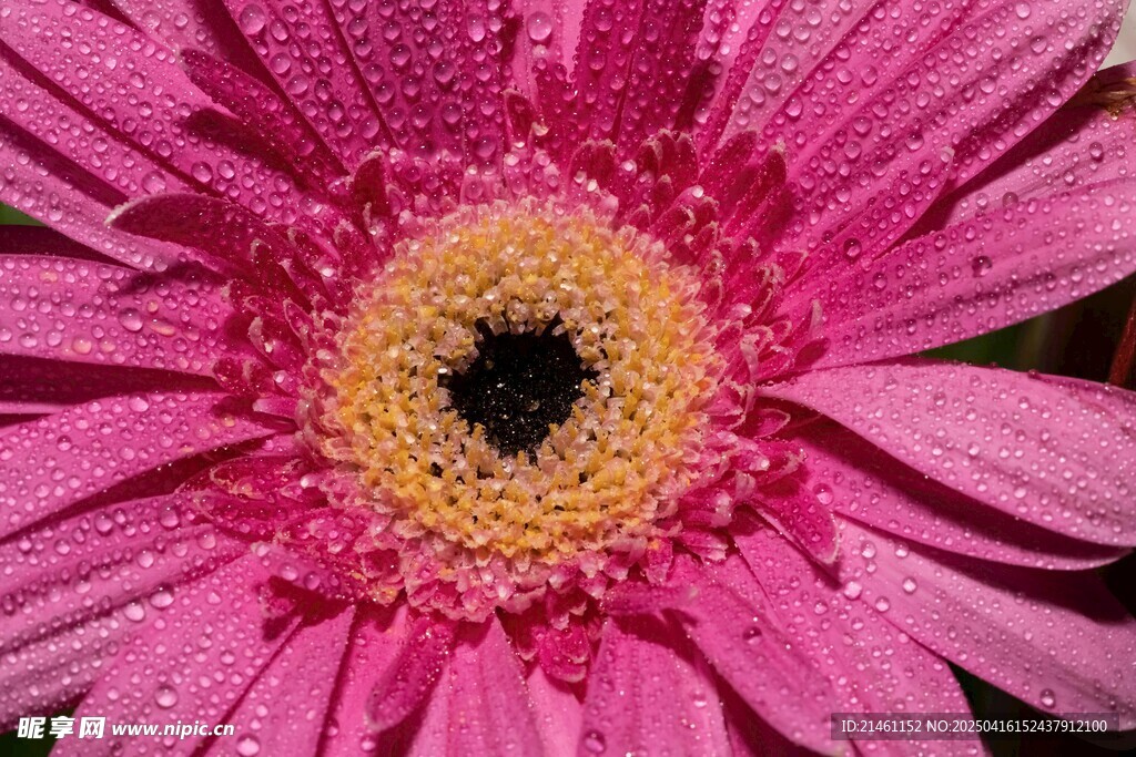 非洲菊