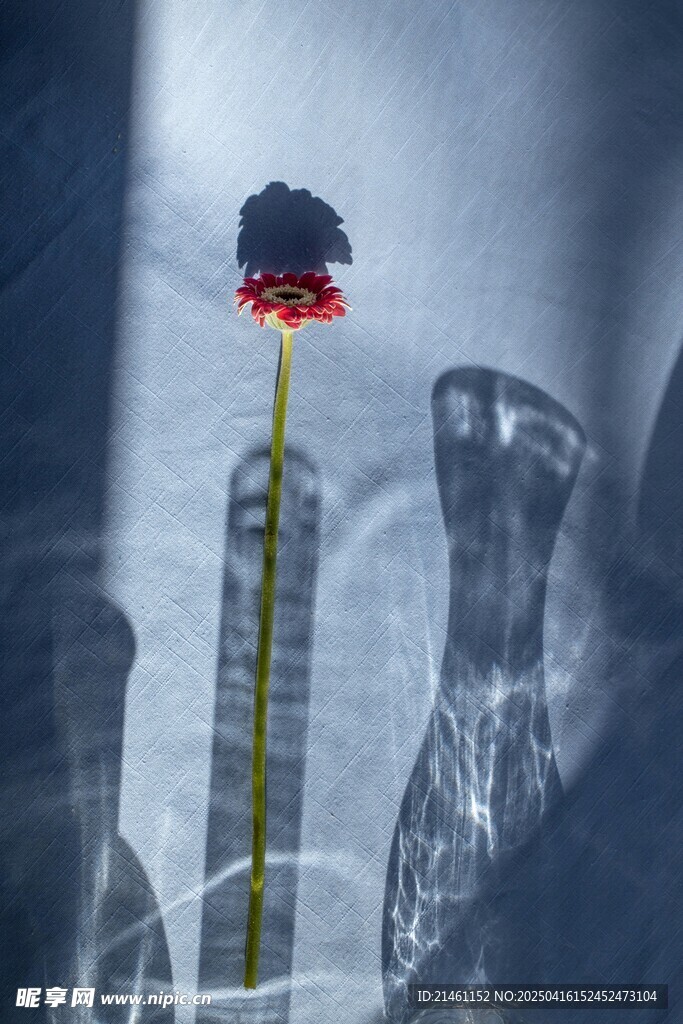非洲菊