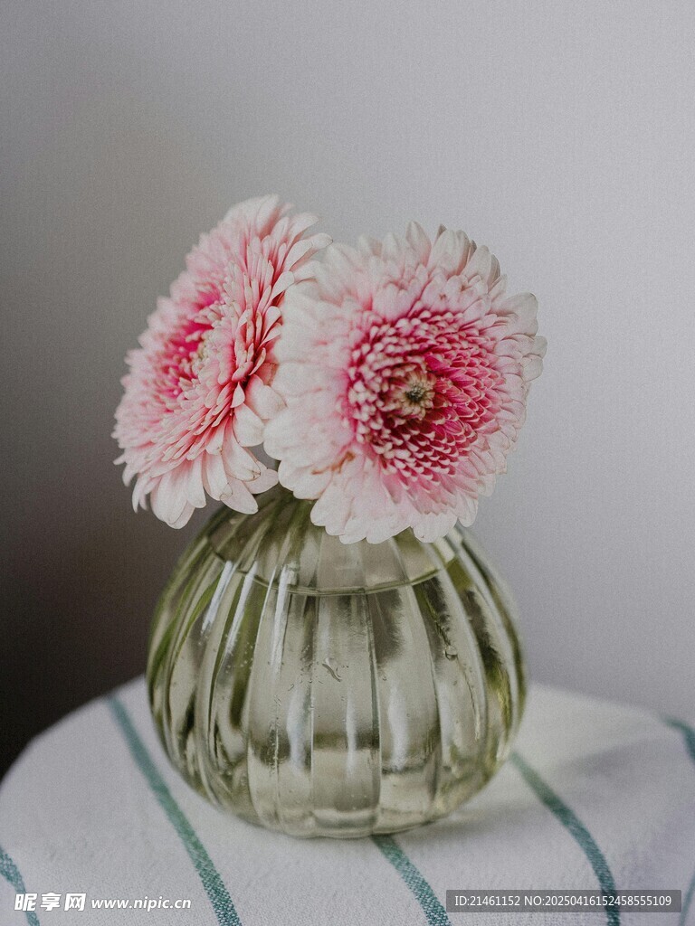 非洲菊