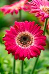 非洲菊
