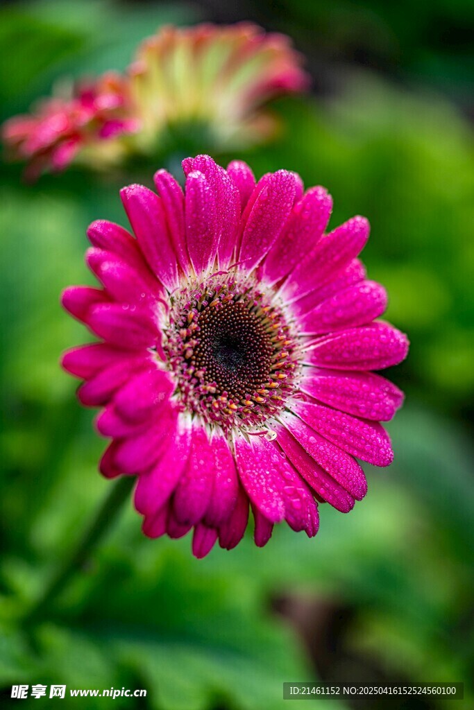 非洲菊