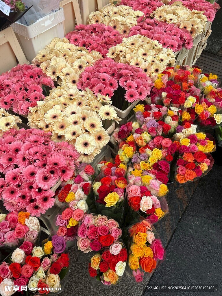 非洲菊