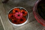 非洲菊