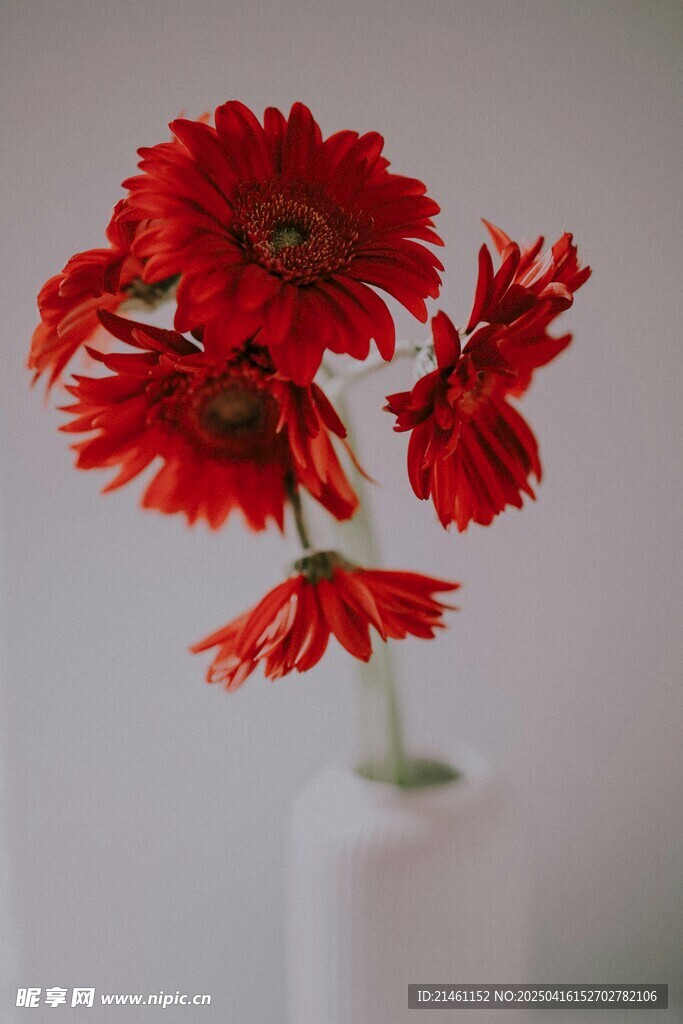 非洲菊