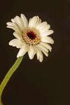 非洲菊