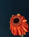 非洲菊