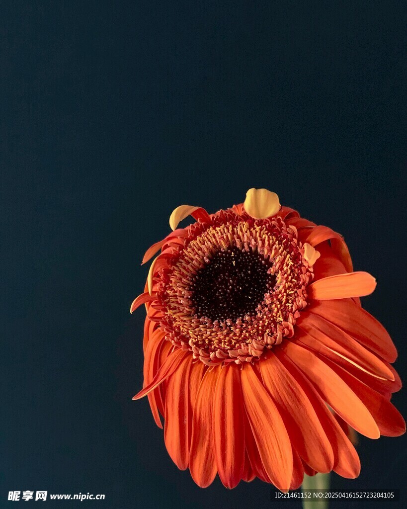 非洲菊