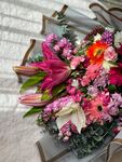非洲菊