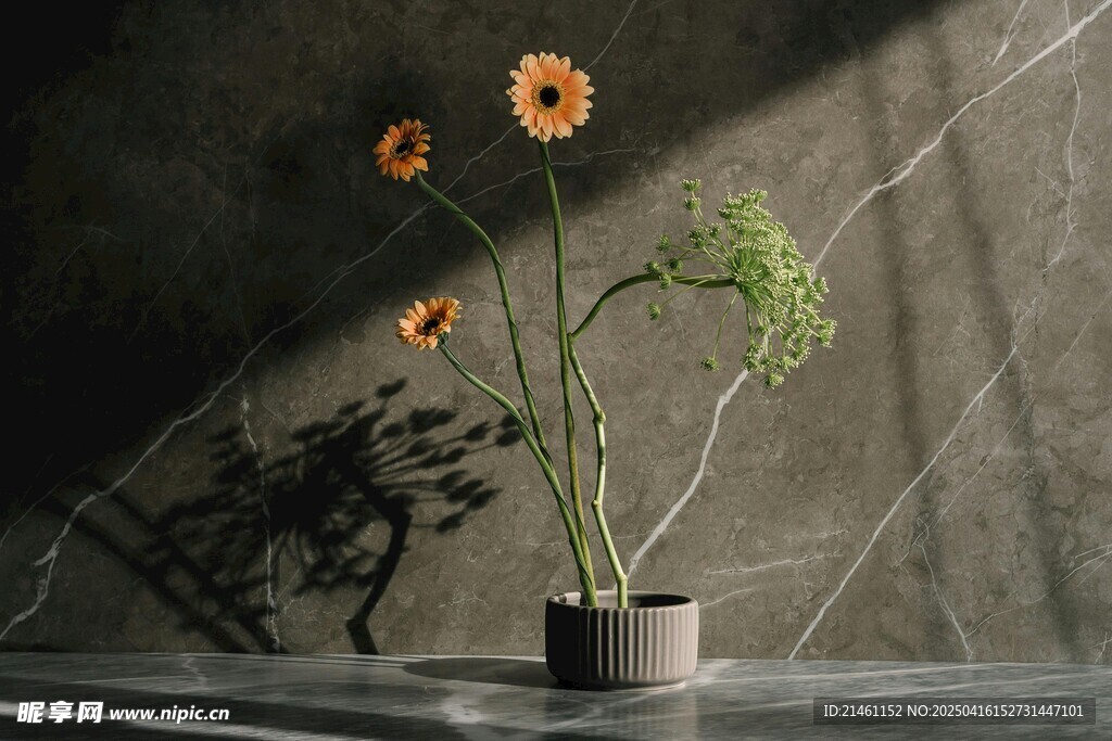 非洲菊