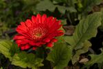 非洲菊