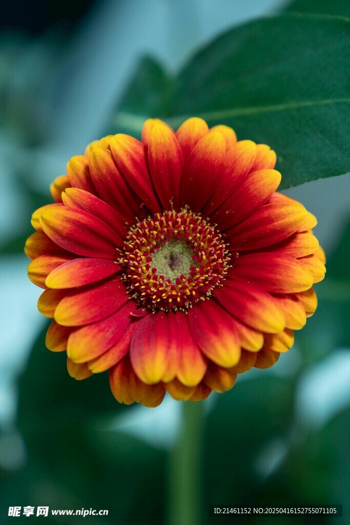 非洲菊