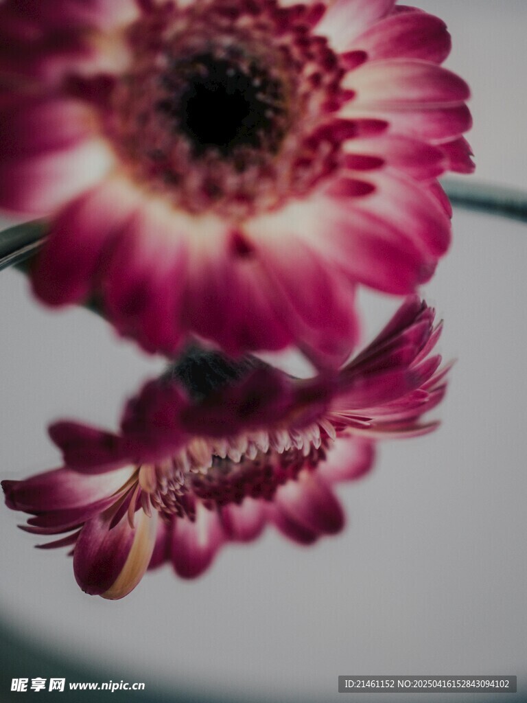 非洲菊