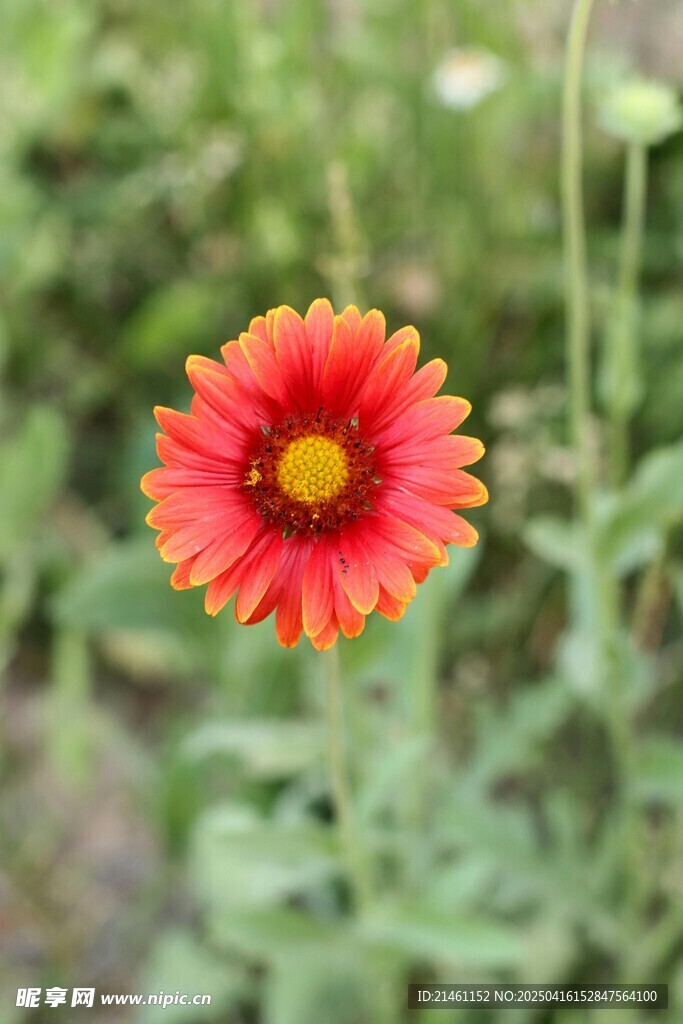 非洲菊