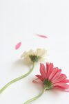 非洲菊