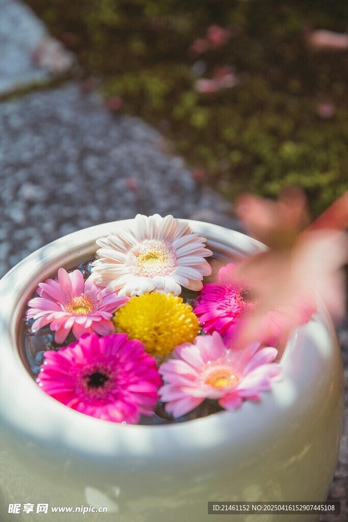 非洲菊