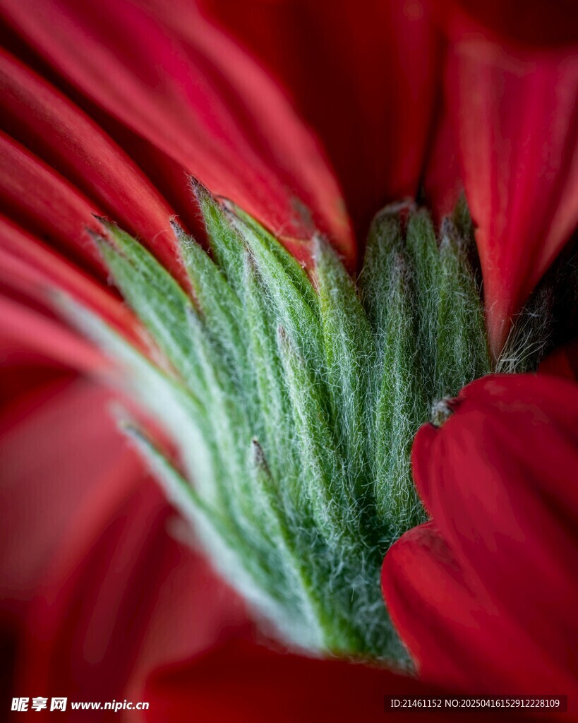 非洲菊