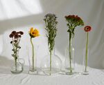 非洲菊