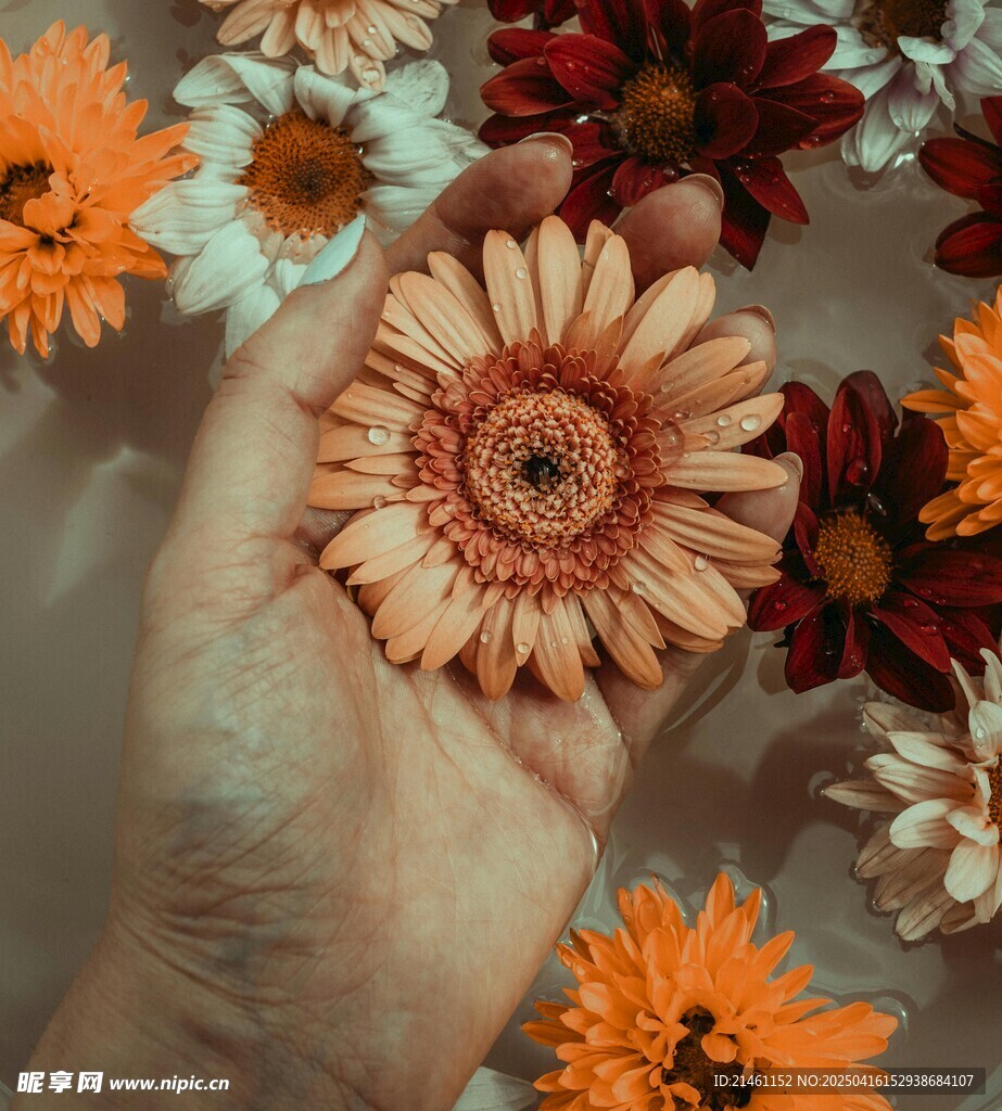 非洲菊