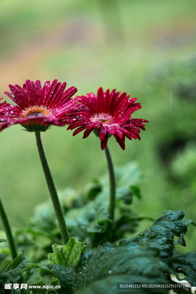 非洲菊