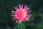 非洲菊