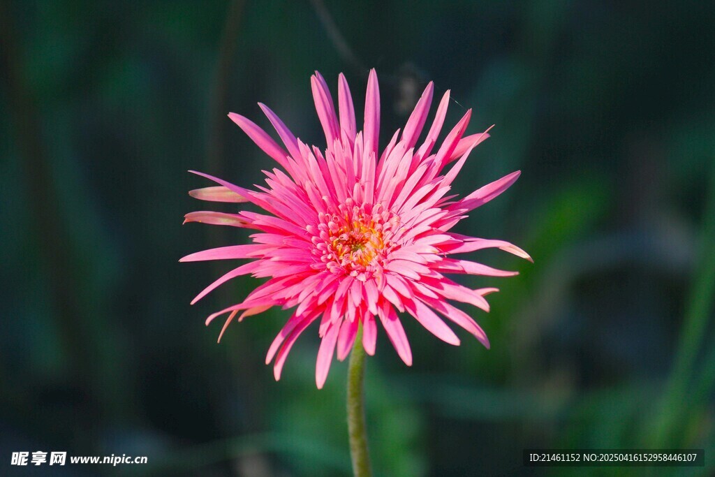 非洲菊