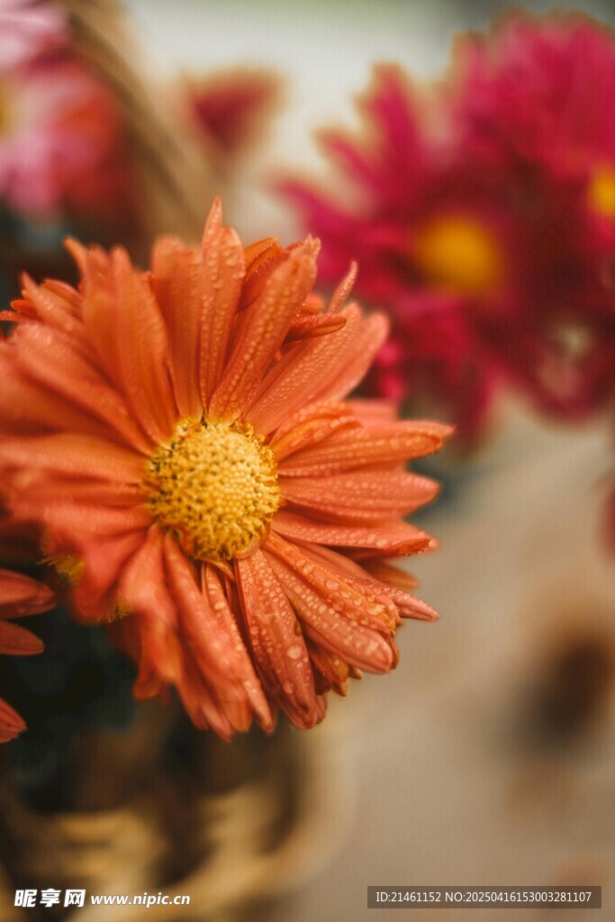 非洲菊