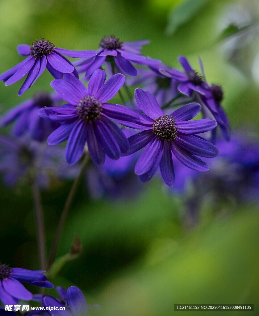 非洲菊
