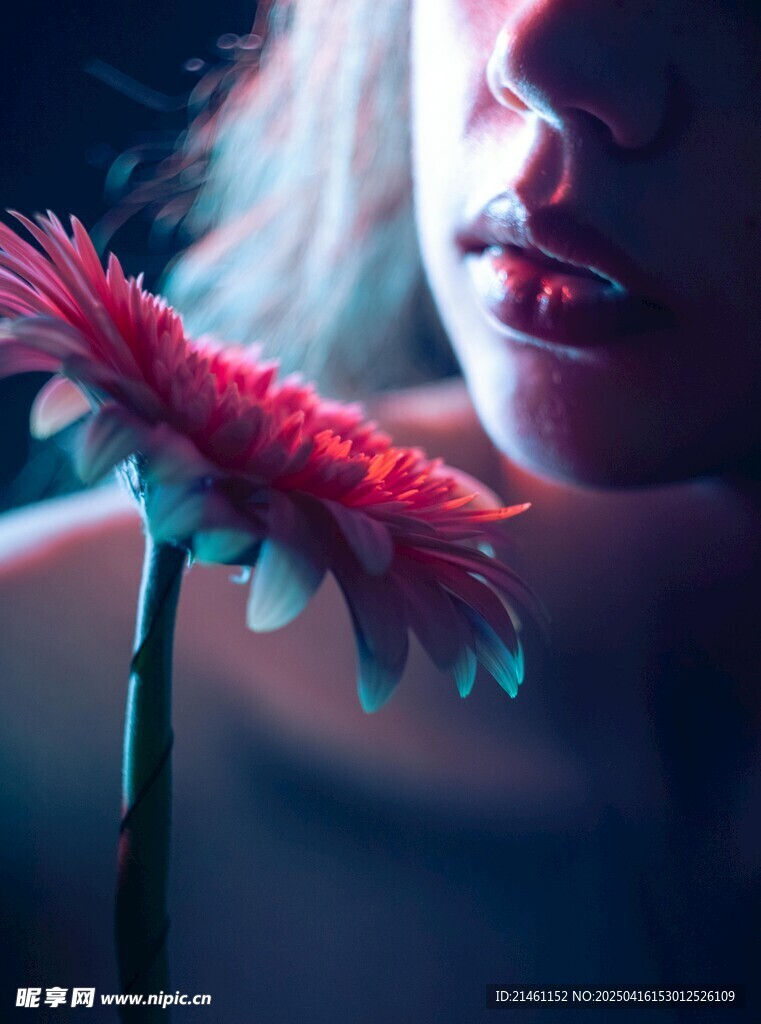 非洲菊