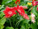 非洲菊