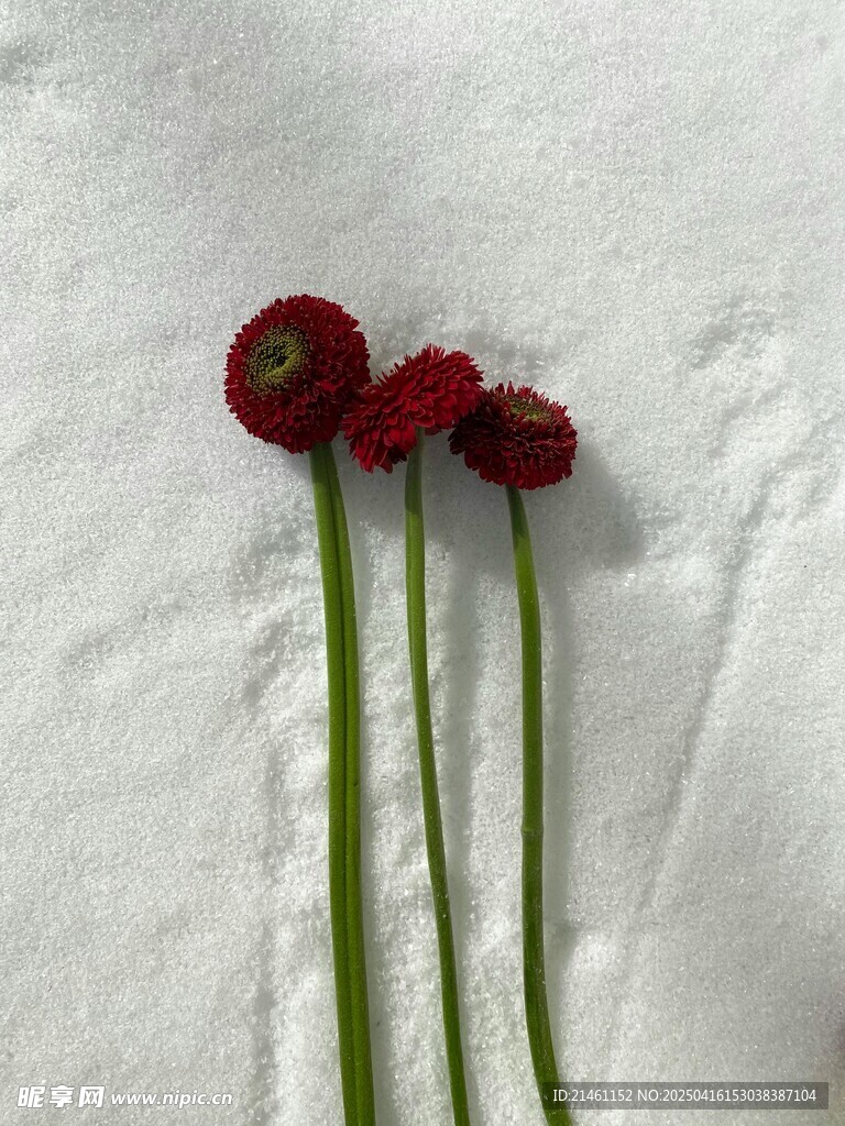 非洲菊