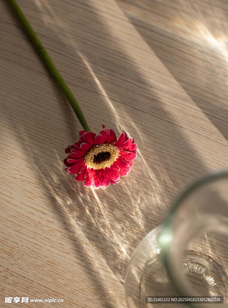 非洲菊