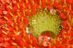 非洲菊