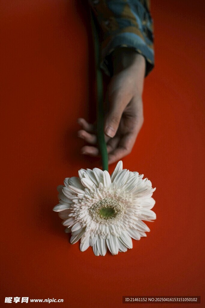 非洲菊