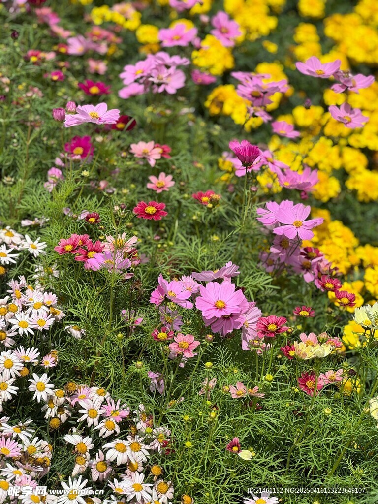 非洲菊