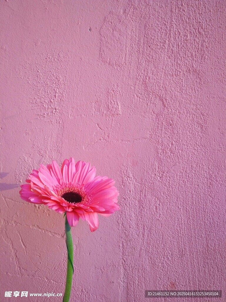 非洲菊