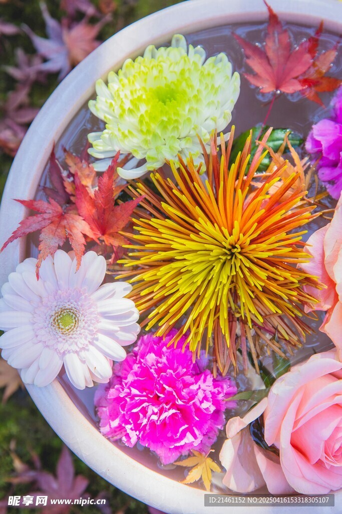 非洲菊