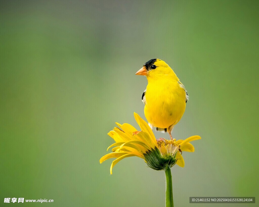 非洲菊