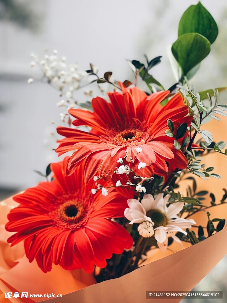 非洲菊