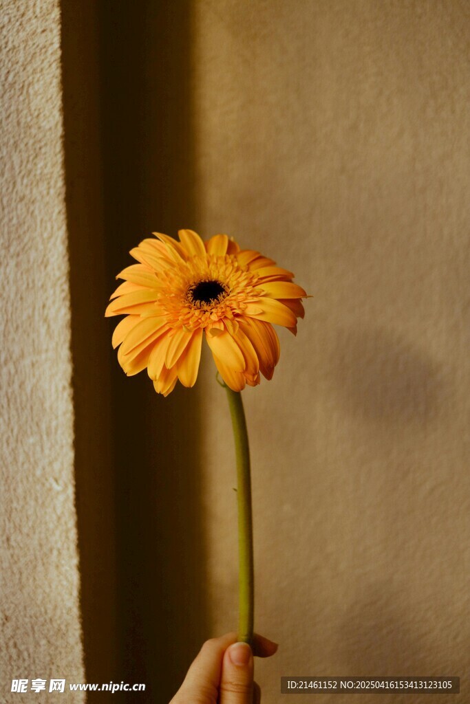 非洲菊