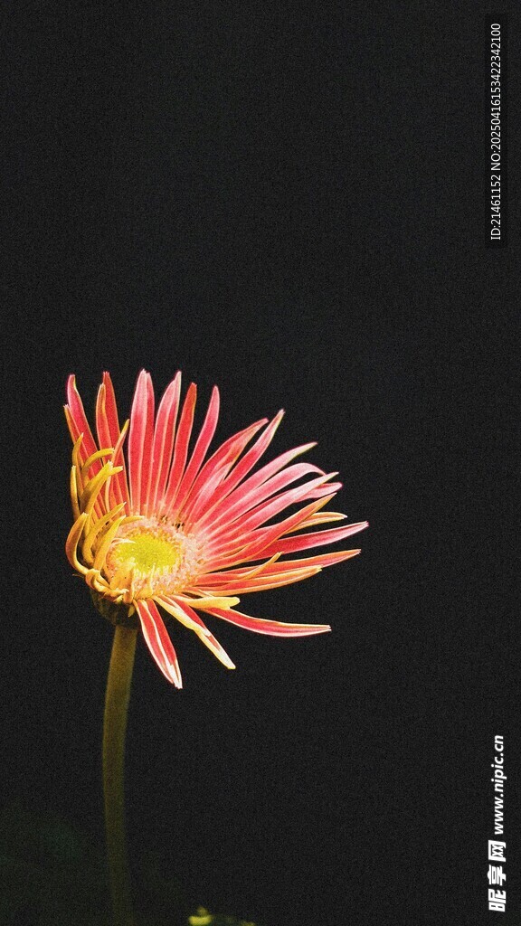 非洲菊