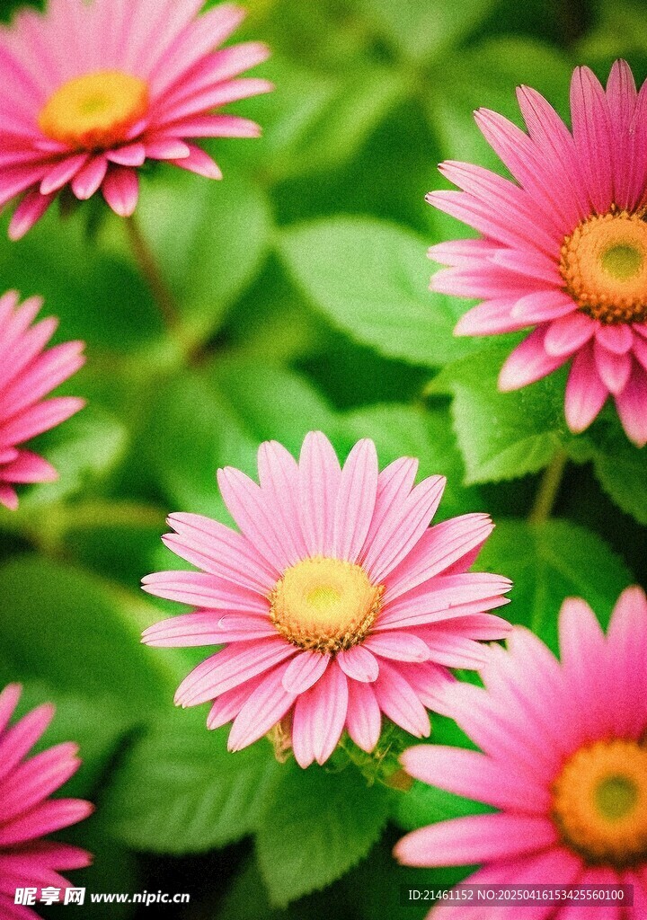 非洲菊