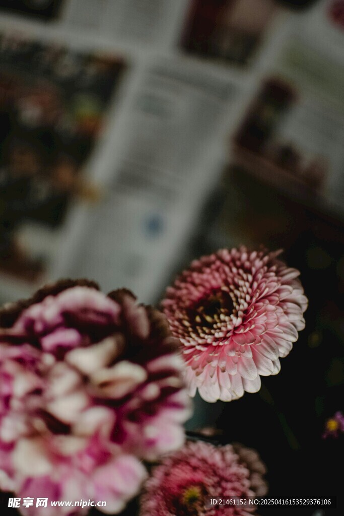 非洲菊